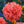 Salmon Peony Poppy Seeds For Planting (Papaver paeoniflorum)
