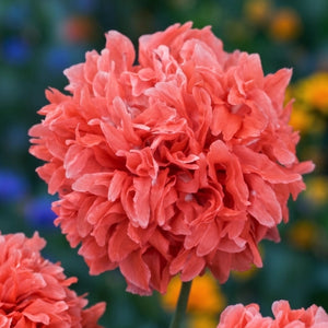 Salmon Peony Poppy Seeds For Planting (Papaver paeoniflorum)