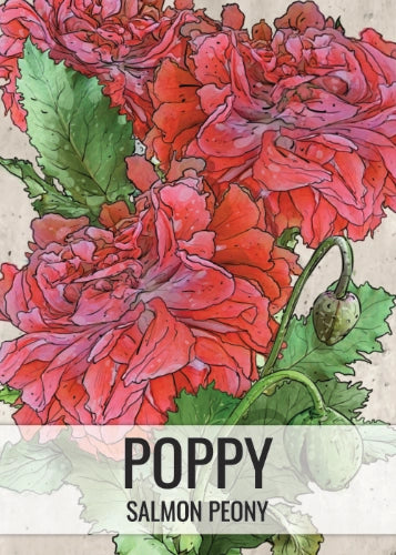Salmon Peony Poppy Seeds For Planting (Papaver paeoniflorum)