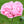 Pale Rose Peony Poppy Seeds For Planting (Papaver paeoniflorum)
