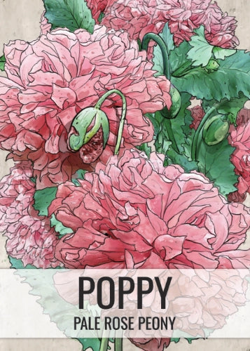 Pale Rose Peony Poppy Seeds For Planting (Papaver paeoniflorum)