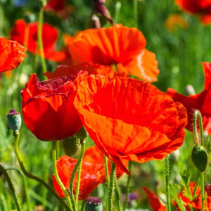 Corn Poppy Seeds For Planting / Red Poppy (Papaver rhoeas)