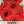Corn Poppy Seeds For Planting / Red Poppy (Papaver rhoeas)