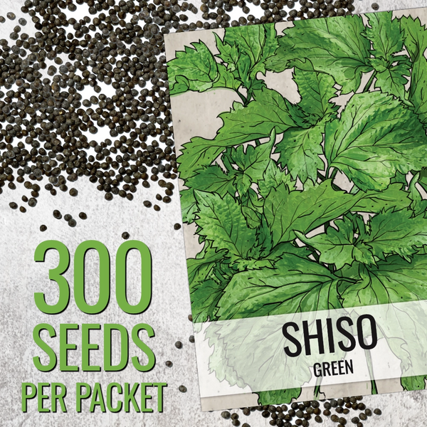 Green Shiso Seeds For Planting (Perilla frutescens)