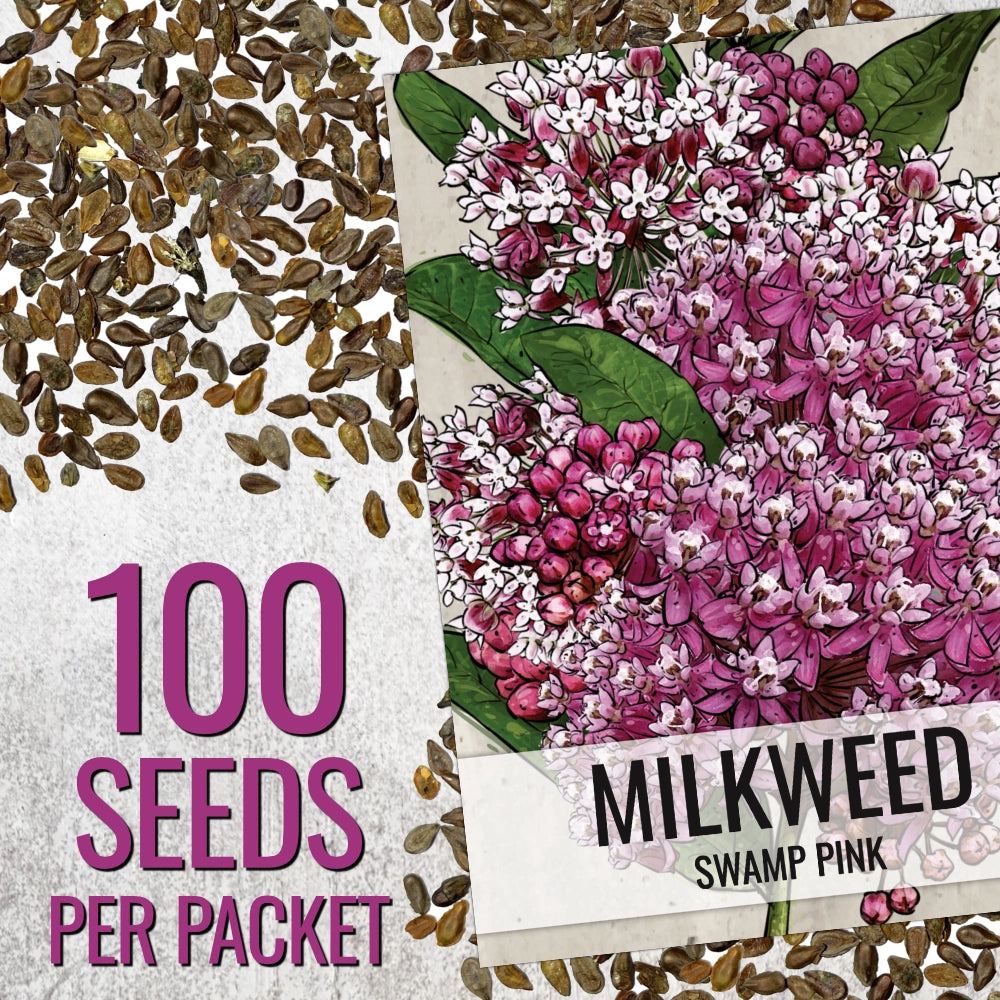 Pink Swamp Milkweed Seeds For Planting (Asclepias incarnata)