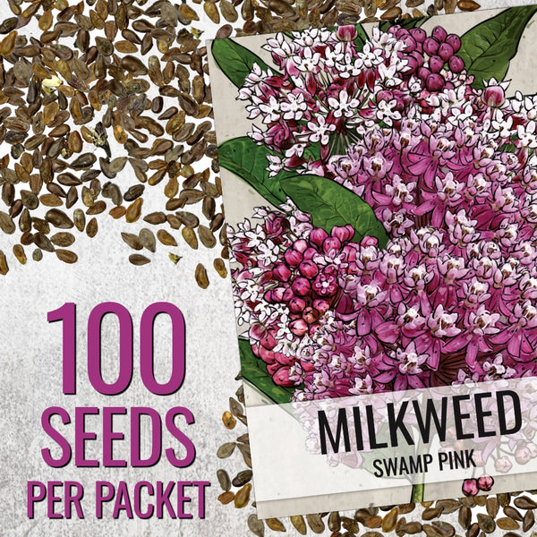Pink Swamp Milkweed Seeds For Planting (Asclepias incarnata)