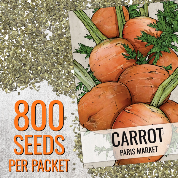 Paris Market Carrot Seeds For Planting (Daucus carota)