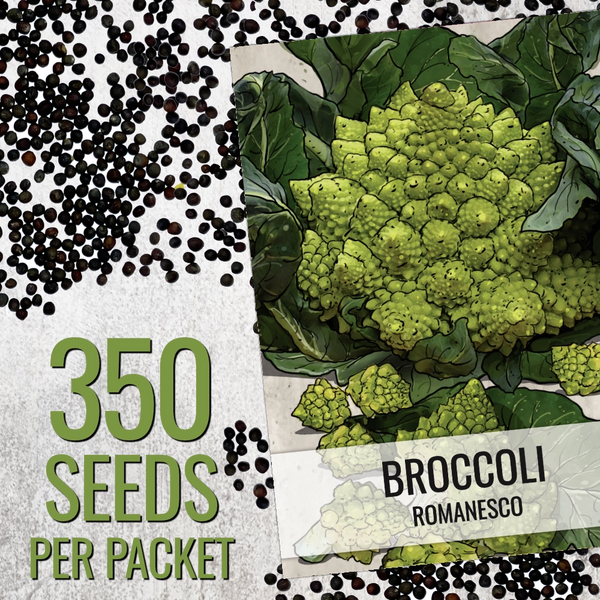 Romanesco Broccoli Seeds For Planting (Brassica oleracea)