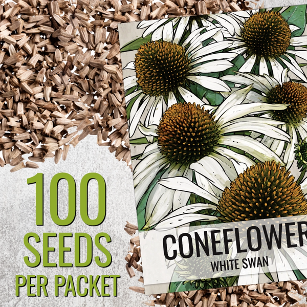 White Swan Coneflower Seeds For Planting (Echinacea purpurea)