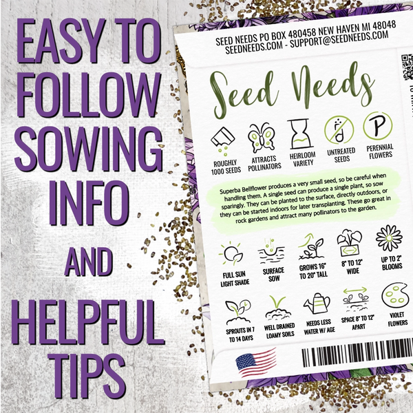 Bellflower Superba Seeds For Planting (Campanula glomerata)