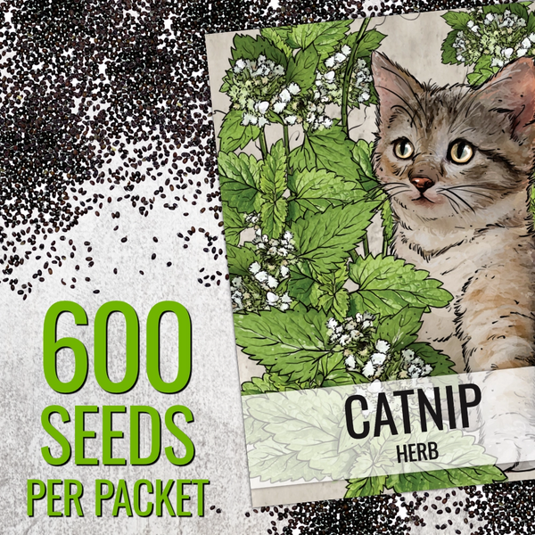 Catnip Herb Seeds For Planting (Nepeta cataria)