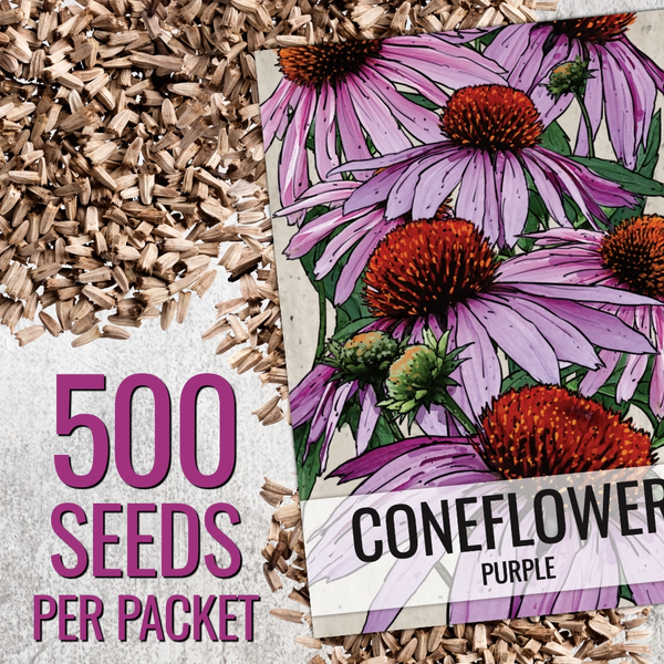 sow echinacea seeds Purple Coneflower Seeds For Planting (Echinacea purpurea) Seed Needs – Seed Needs LLC