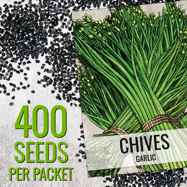 Garlic Chives Herb Seeds For Planting (Allium tuberosum)