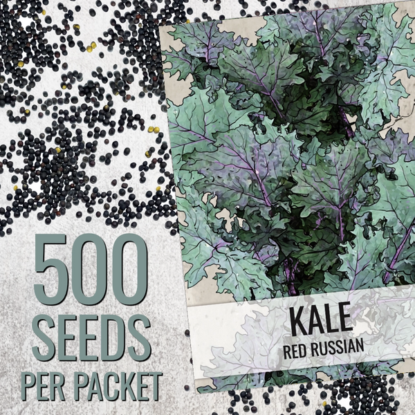 Red Russian Kale Seeds For Planting (Brassica napus)