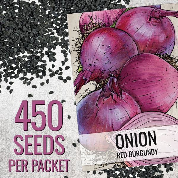 Red Burgundy Onion Seeds For Planting (Allium cepa)