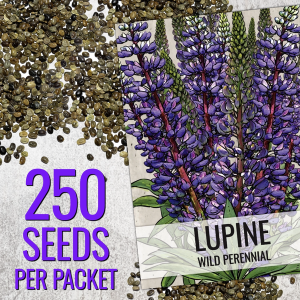 plant lupine seeds Wild Perennial Lupine Seeds For Planting (Lupinus perennis) – Seed Needs LLC