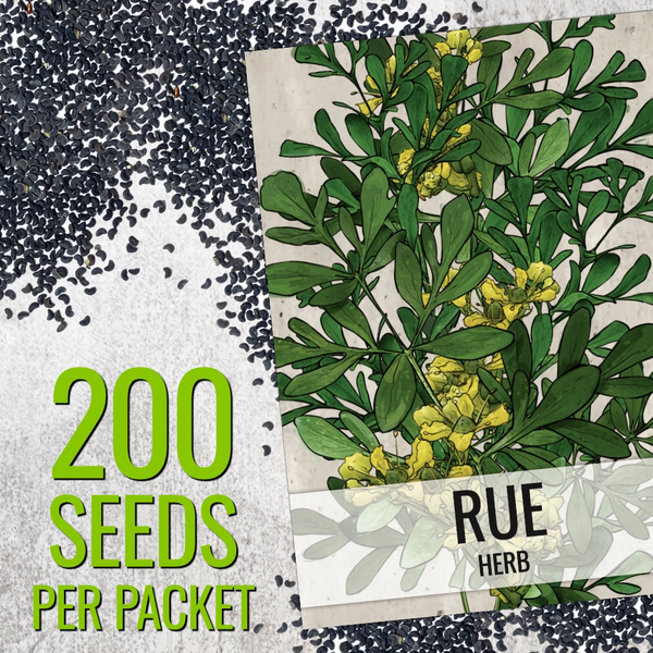 Rue Herb Seeds For Planting (Ruta graveolens)