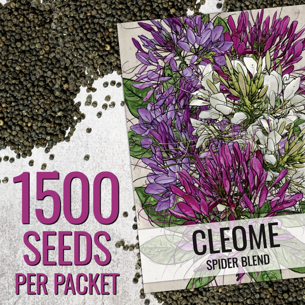 Cleome Seeds For Planting, Spider Mixture (Cleome hassleriana)
