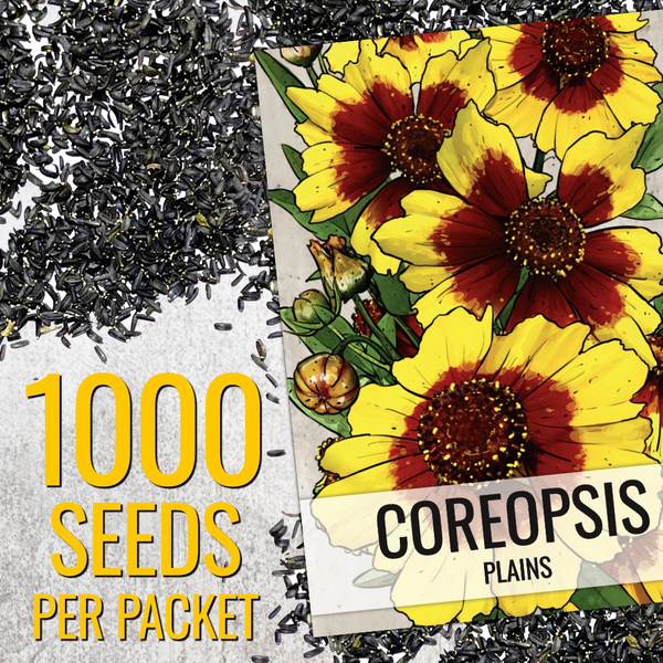 Coreopsis Plains Seeds For Planting (Coreopsis tinctoria)