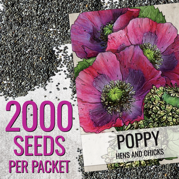 Hens and Chicks Poppy Seeds For Planting (Papaver somniferum)