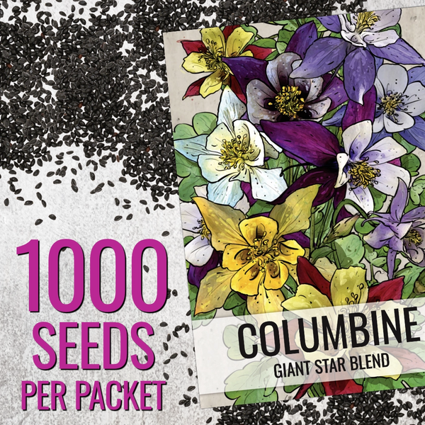 Giant Star, Mckana's Columbine Seeds For Planting (Aquilegia caerulea)