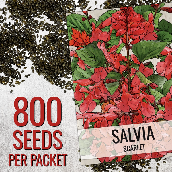Scarlet Sage Seeds For Planting / Scarlet Salvia (Salvia coccinea)