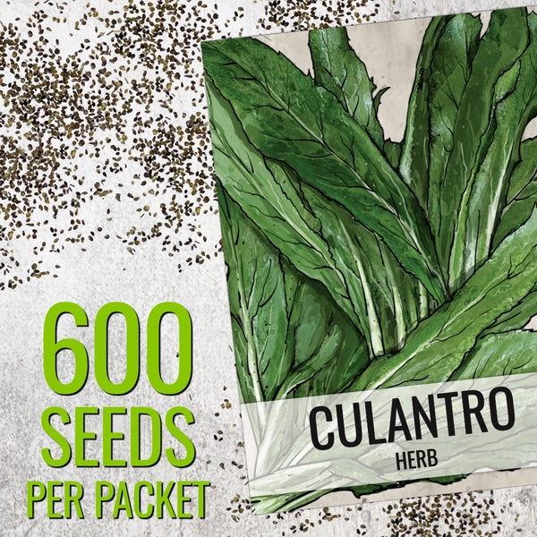 Culantro Herb Seeds For Planting (Eryngium foetidum)