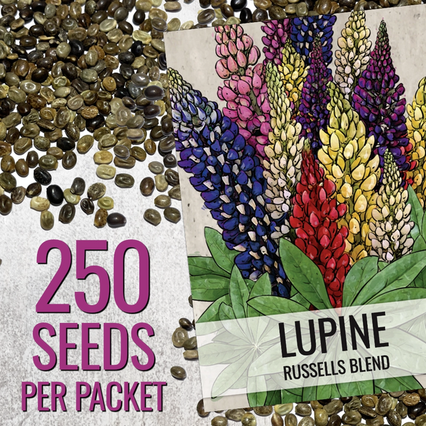 Lupine Russell Seeds For Planting (Lupinus polyphyllus)