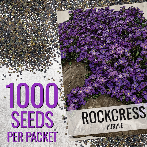 Purple Rockcress Groundcover Seeds For Planting (Aubrieta deltoidea)