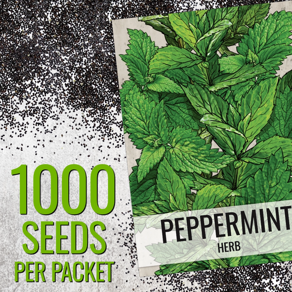 peppermint plant seeds for sale Peppermint Herb Seeds For Planting (Mentha piperita)