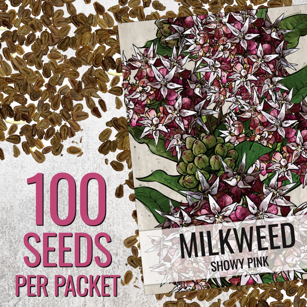 Showy Milkweed Seeds For Planting (Asclepias speciosa)