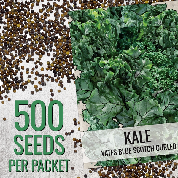 Kale Seeds For Planting, Vates Blue Scotch Curled (Brassica oleracea)
