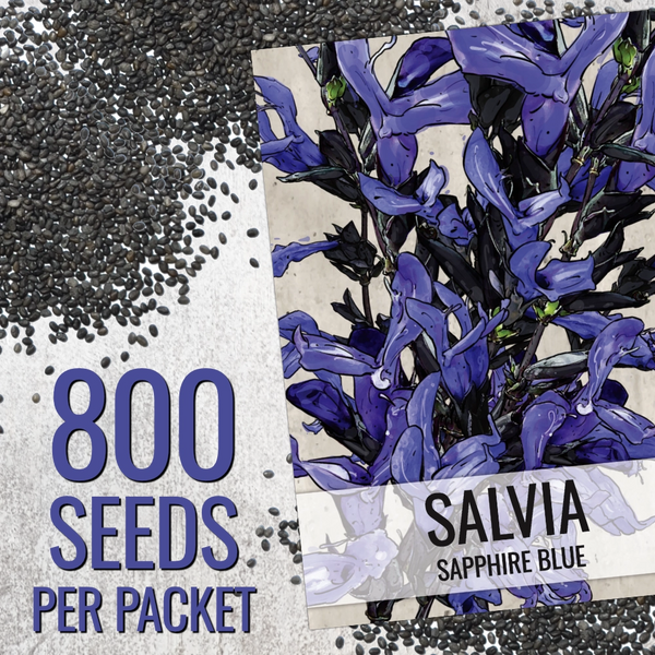 Sapphire Sage Seeds For Planting / Sapphire Salvia (Salvia farinacea)