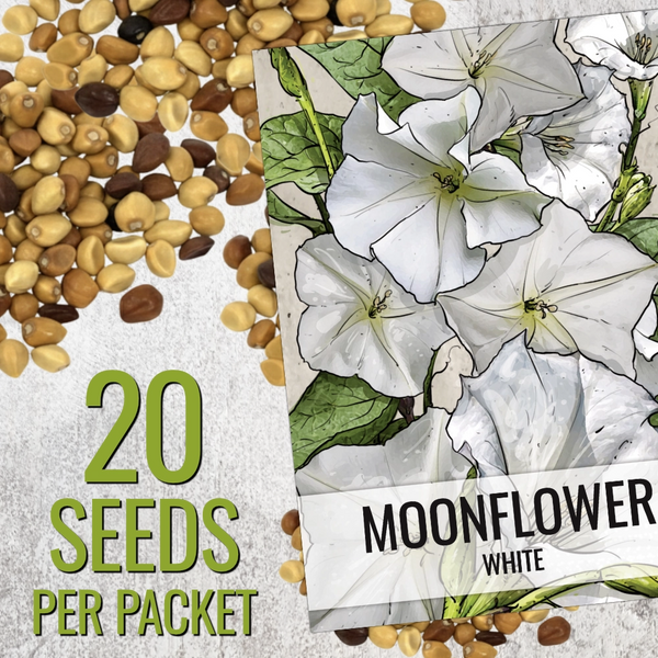 White Moonflower Seeds For Planting - Evening Bloomer (Ipomoea alba)