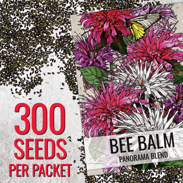 Panorama Blend Bee Balm Seeds For Planting (Monarda didyma)