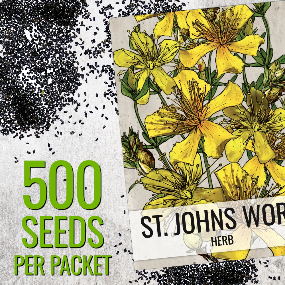 St. Johns Wort Herb Seeds For Planting (Hypericum perforatum)