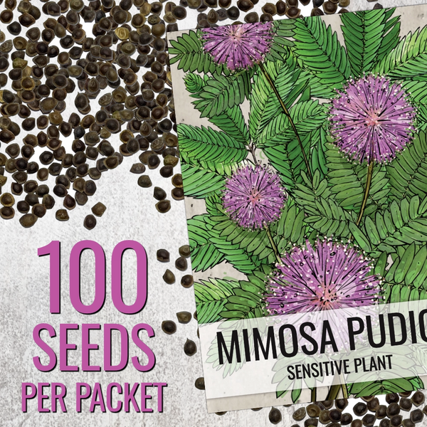 sensitive plant from seed Sensitive Plant Seeds For Planting (Mimosa Pudica) Seed Needs – Seed Needs LLC