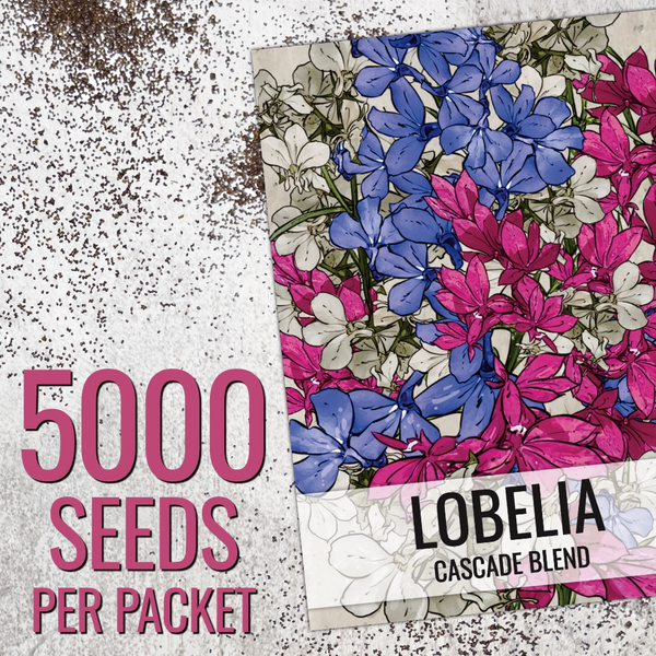 planting lobelia seeds Cascade Blend Lobelia Seeds For Planting (Lobelia pendula) Seed Needs – Seed Needs LLC