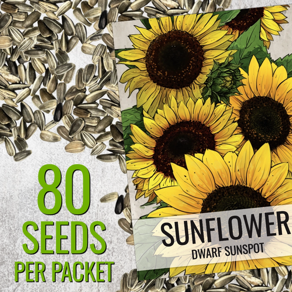 Dwarf Sunspot Sunflower Seeds For Planting (Helianthus annuus)
