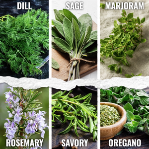 Culinary Herb Seed Variety Pack (12 Packets)