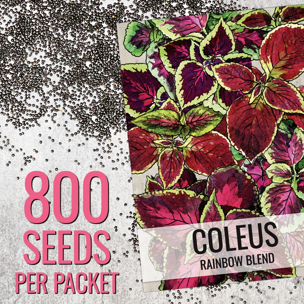 rainbow succulent seeds Rainbow Coleus Seeds For Planting (Coleus blumei) Seed Needs – Seed Needs LLC
