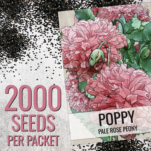 Pale Rose Peony Poppy Seeds For Planting (Papaver paeoniflorum)