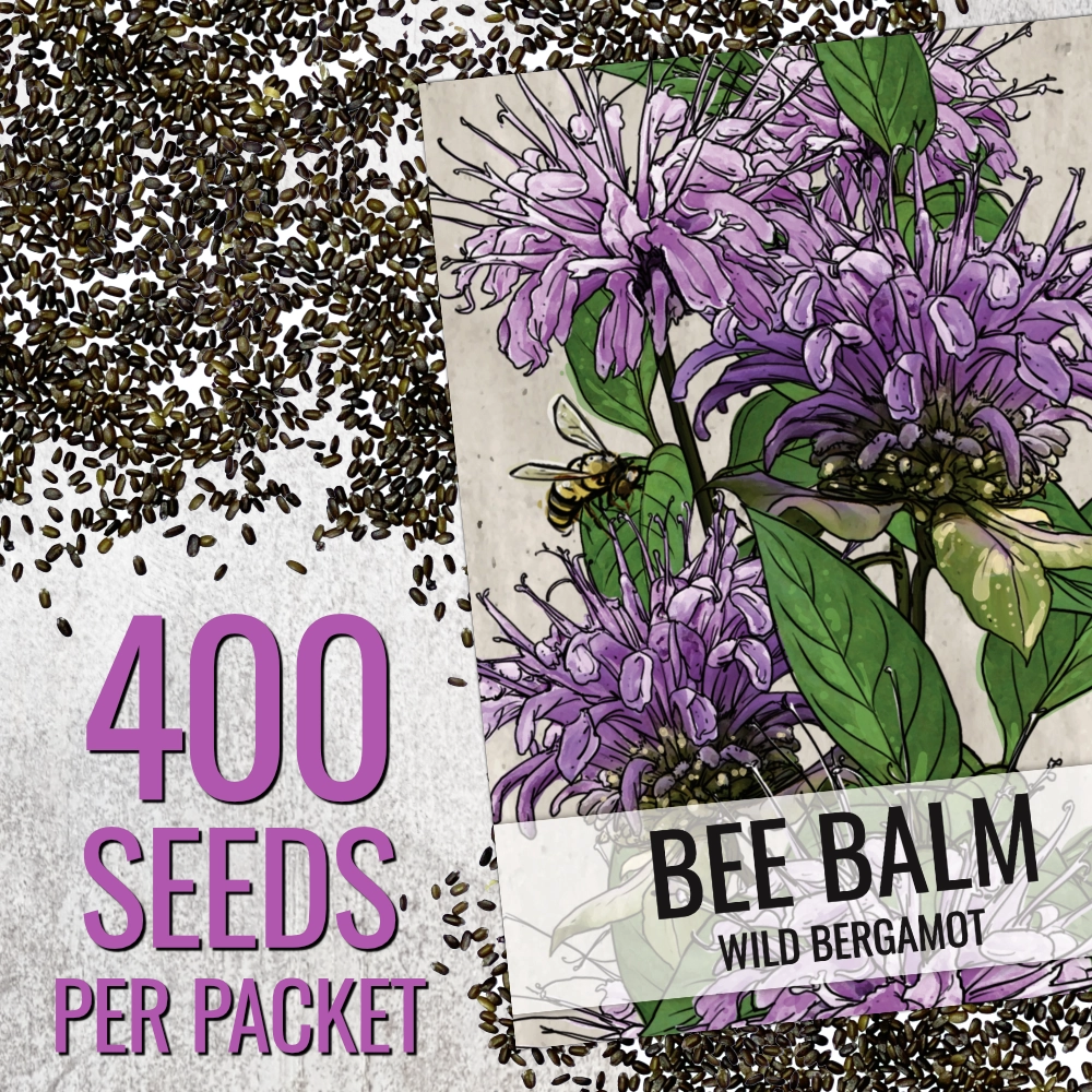 Wild Bee Balm Seeds For Planting (Monarda fistulosa)