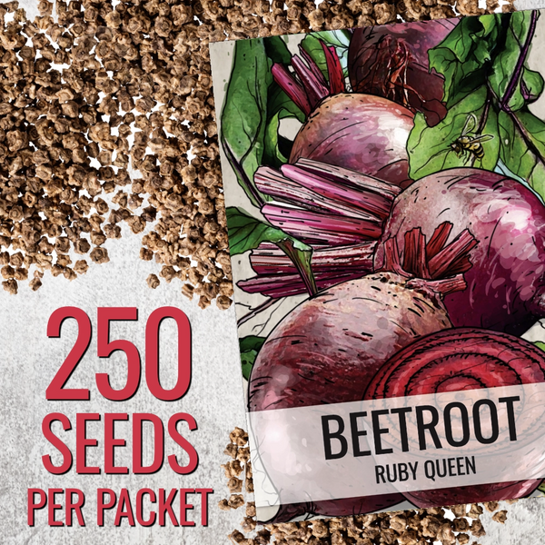 Ruby Queen Beet Seeds For Planting (Beta vulgaris)
