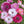 Shirley Poppy Seeds For Planting (Papaver rhoeas)