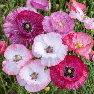 Shirley Poppy Seeds For Planting (Papaver rhoeas)