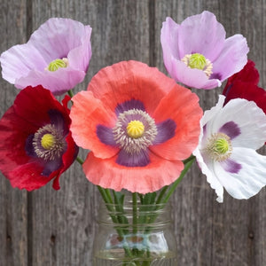 Somniferum Poppy Seed Mixture (Papaver somniferum)