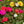 Portulaca Seeds For Planting Double Blend (Moss Rose)