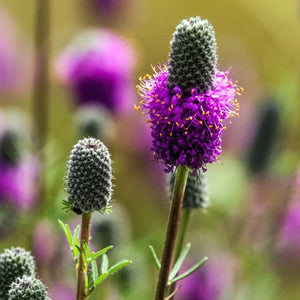 Purple Prairie Clover Seeds For Planting (Dalea purpurea)