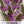 Purple Prairie Clover Seeds For Planting (Dalea purpurea)